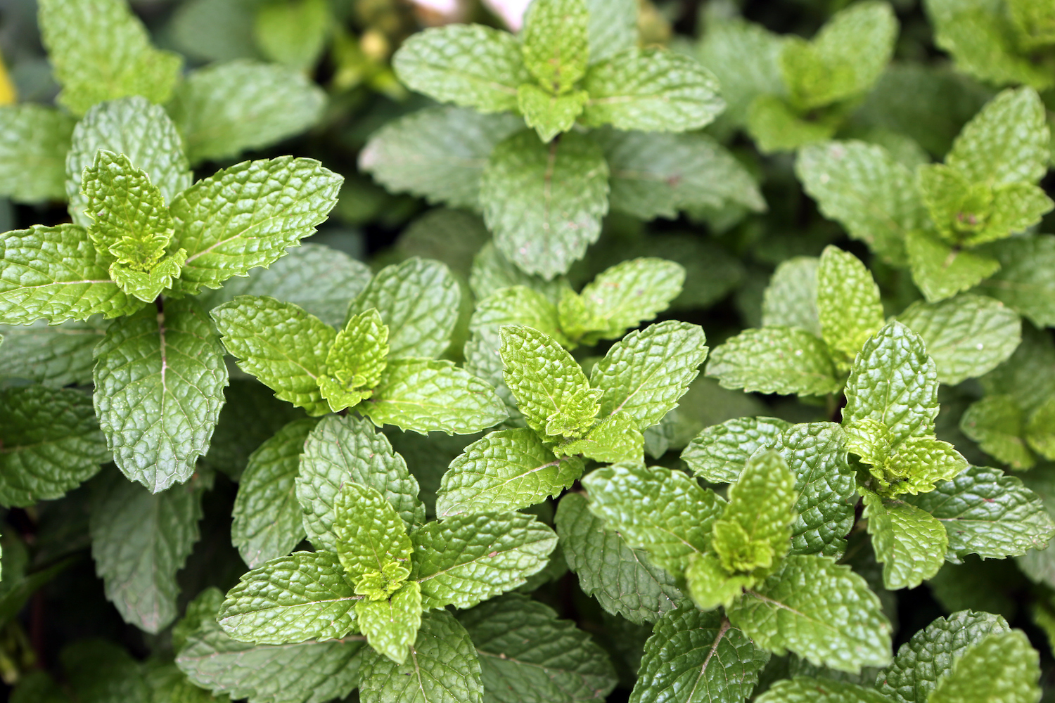 An ugly fungal disease could spell the end of American peppermint ...