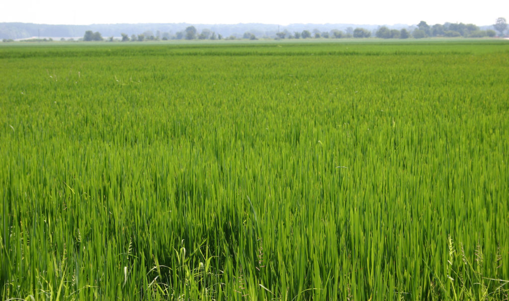 Rice field in southeast United States.