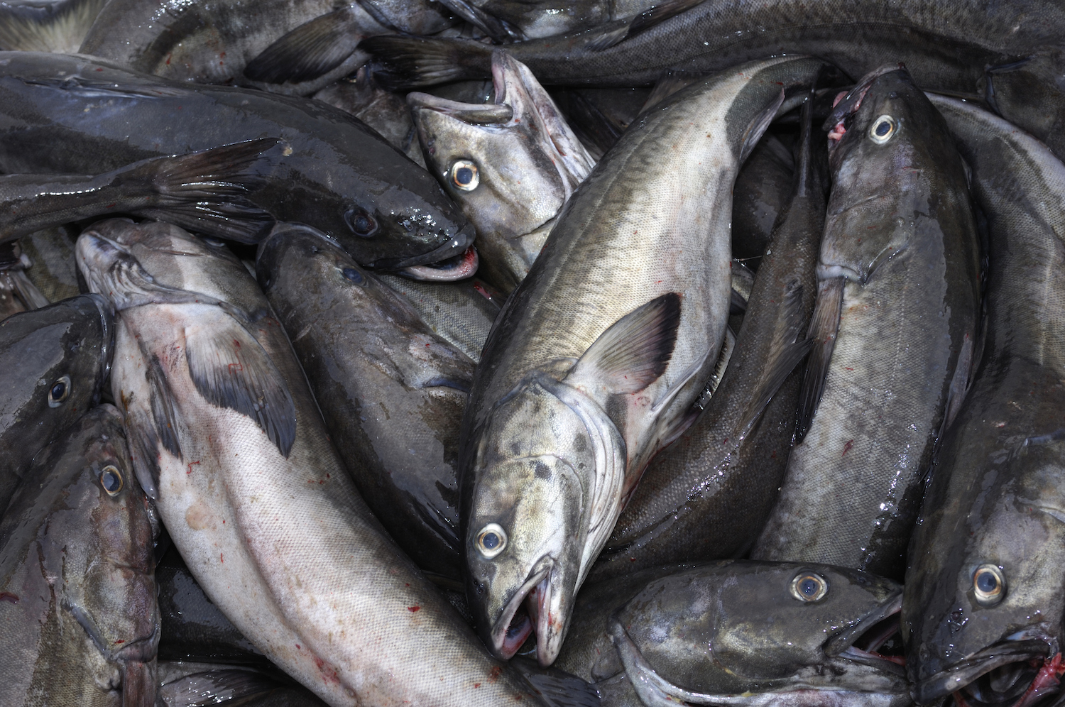 sustainable seafood black cod
