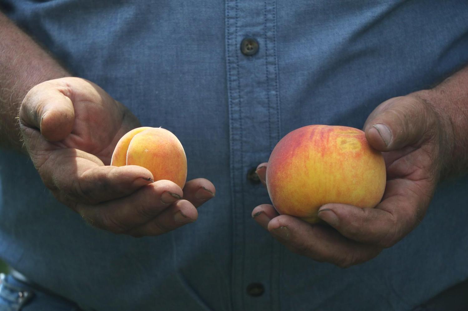 Bader holds peaches