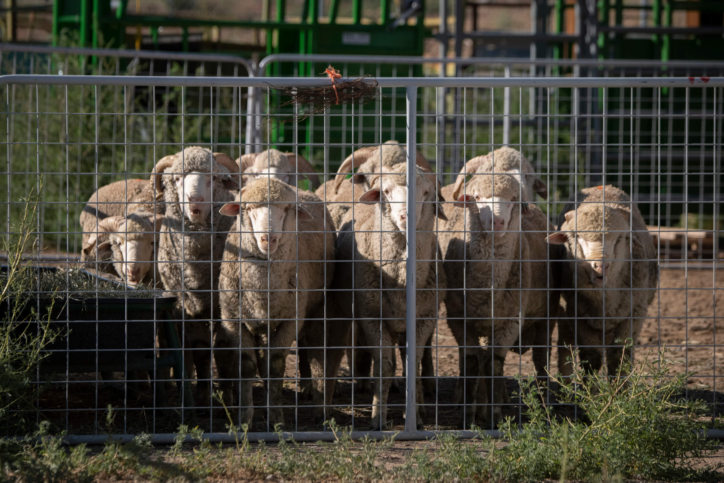 USDA lab sheep