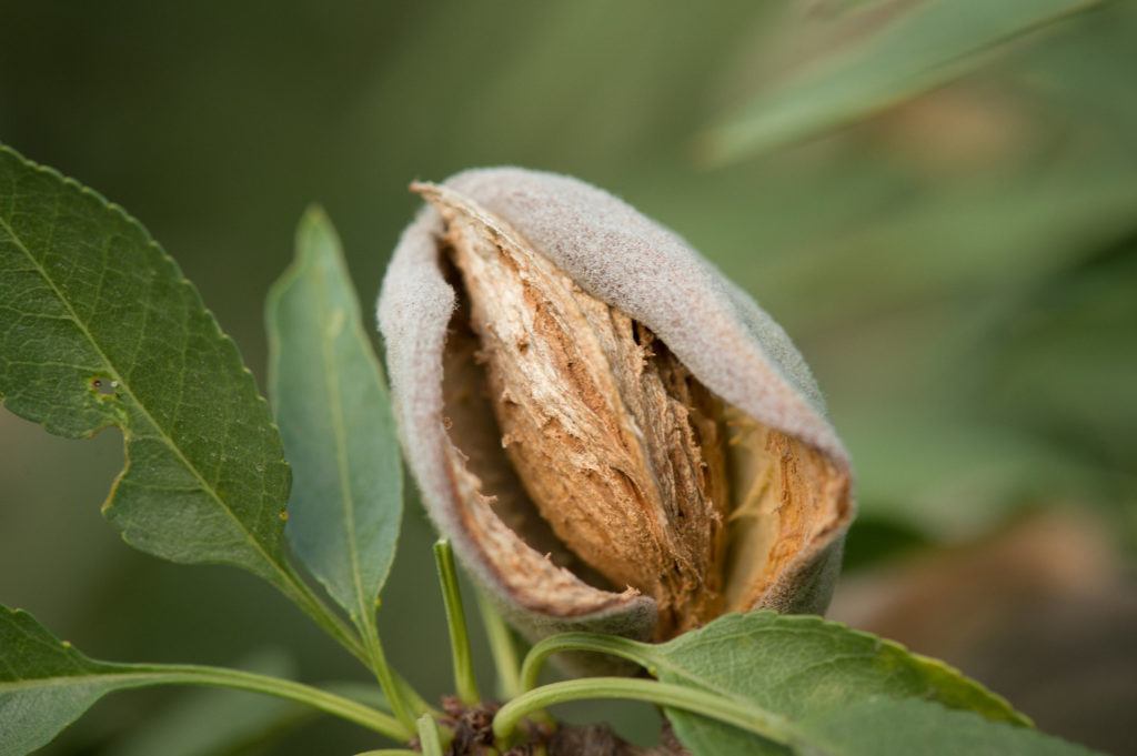 An almond grows on a California orchard
