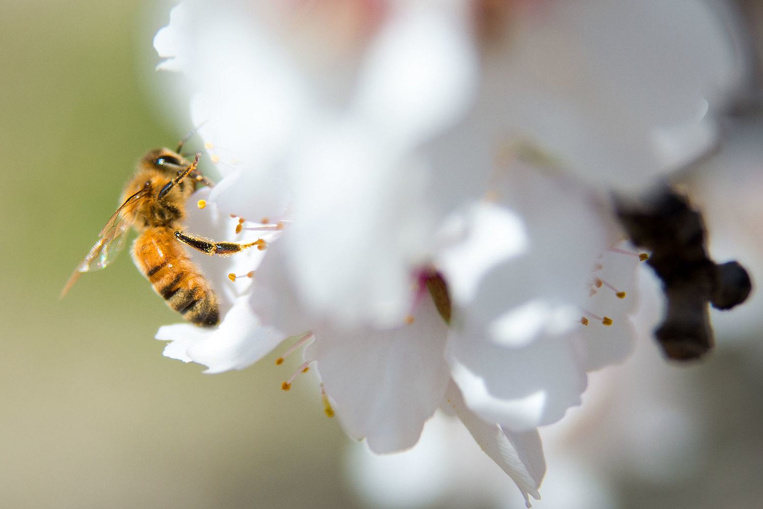 A bee on an almond orchard