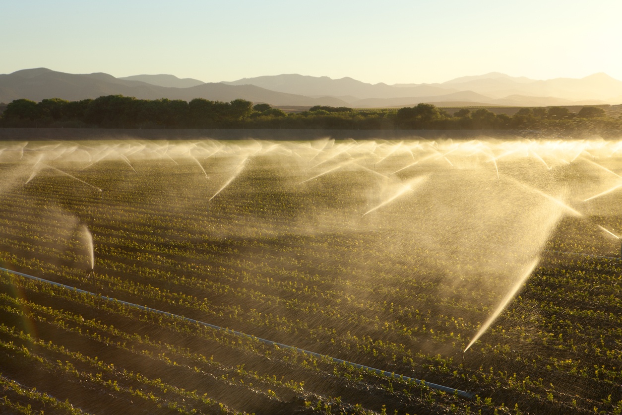 Crops being irrigated in the late afternoon in California's Central Valley.