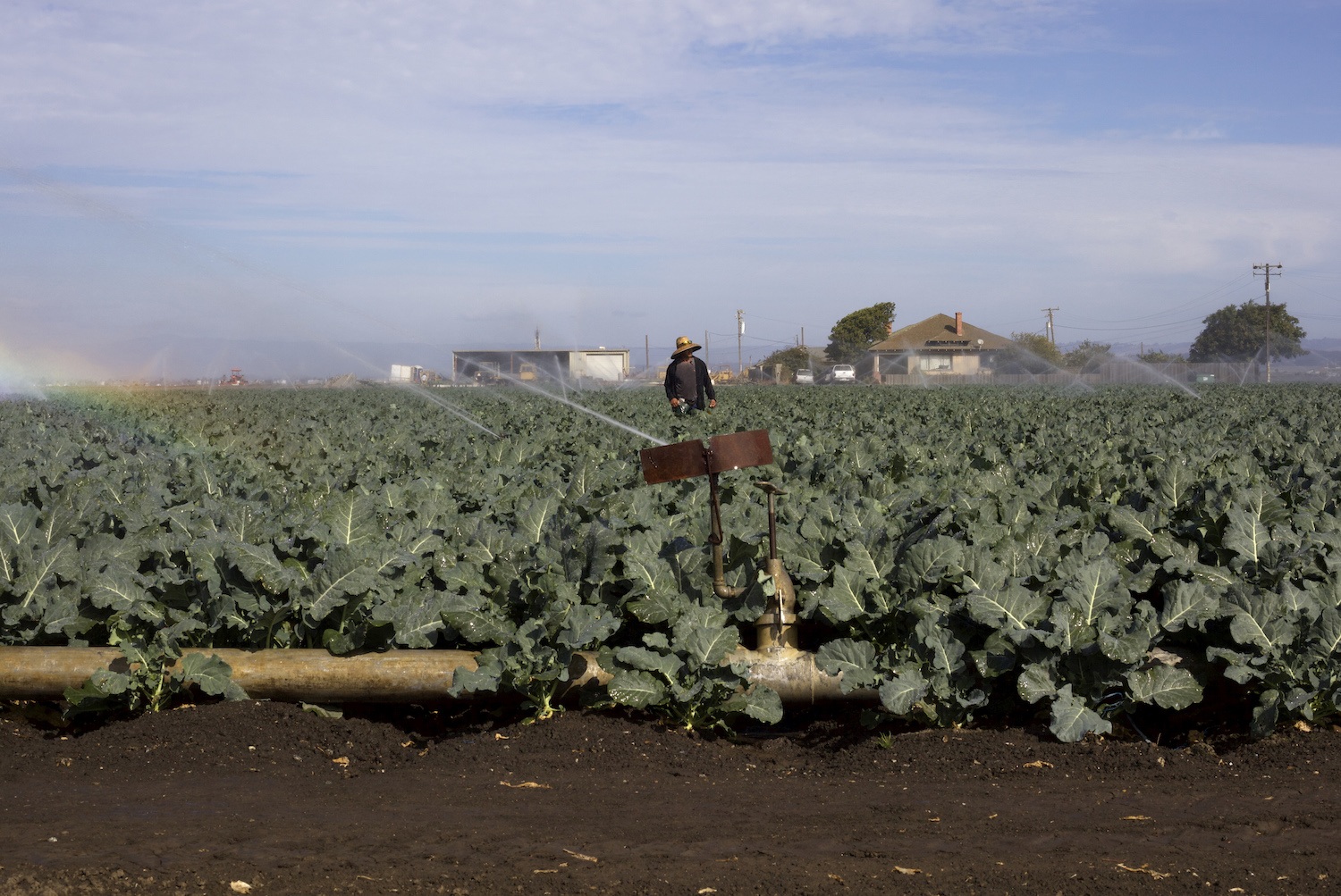 farmworker walks through broccoli field
