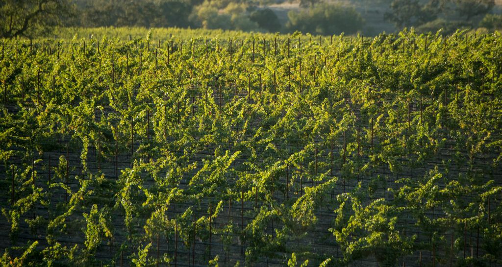 A Napa, California vineyard