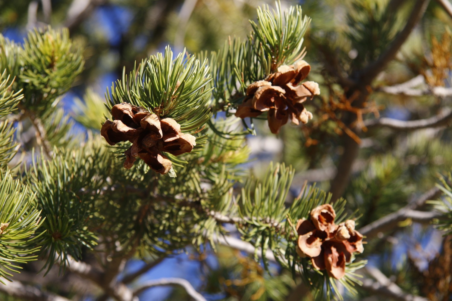 Pinus edulis tree