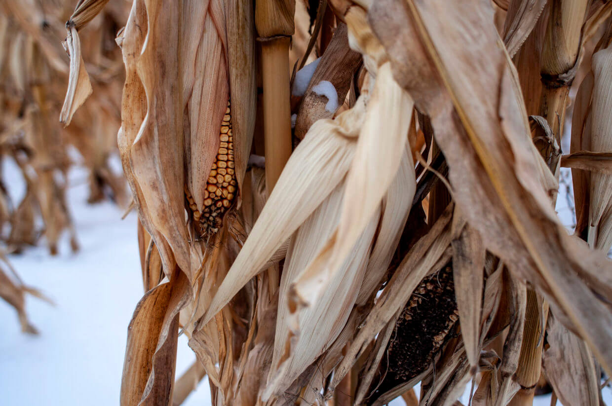 Unharvested corn closeup