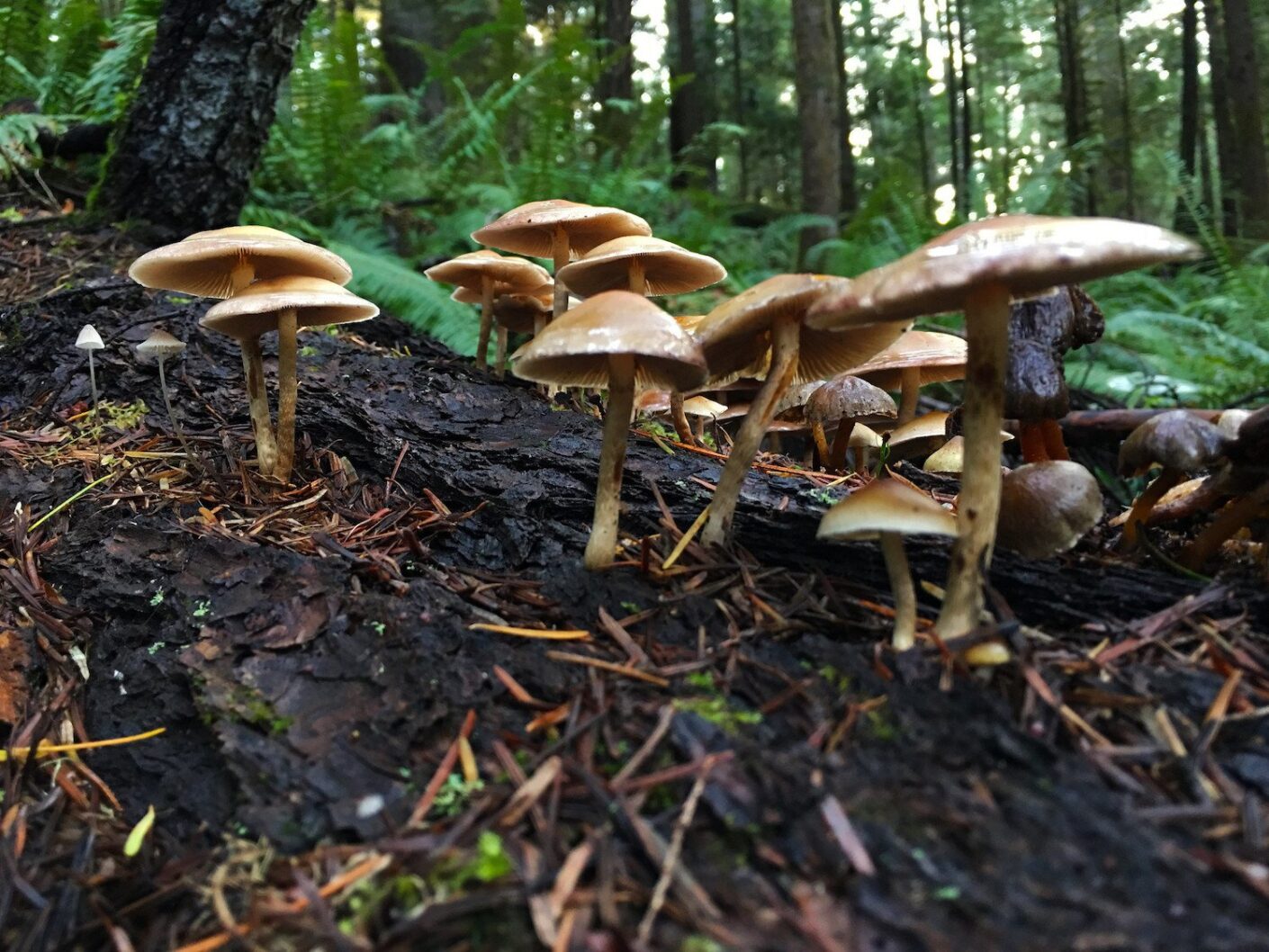 USDA just introduced a device to detect which mushrooms are toxic