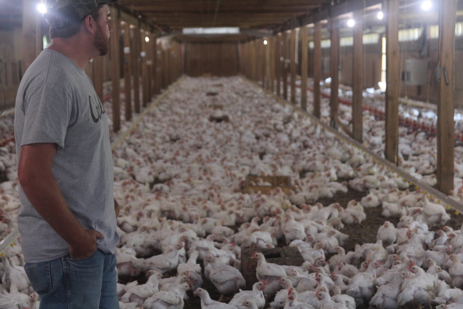 Brett Fansler in his chicken house in Mathias, West Virginia—taken in June 2019, less than a year after he started growing for SVO. (March 2020)