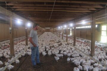 USDA gives poultry slaughterhouse green light to speed up processing