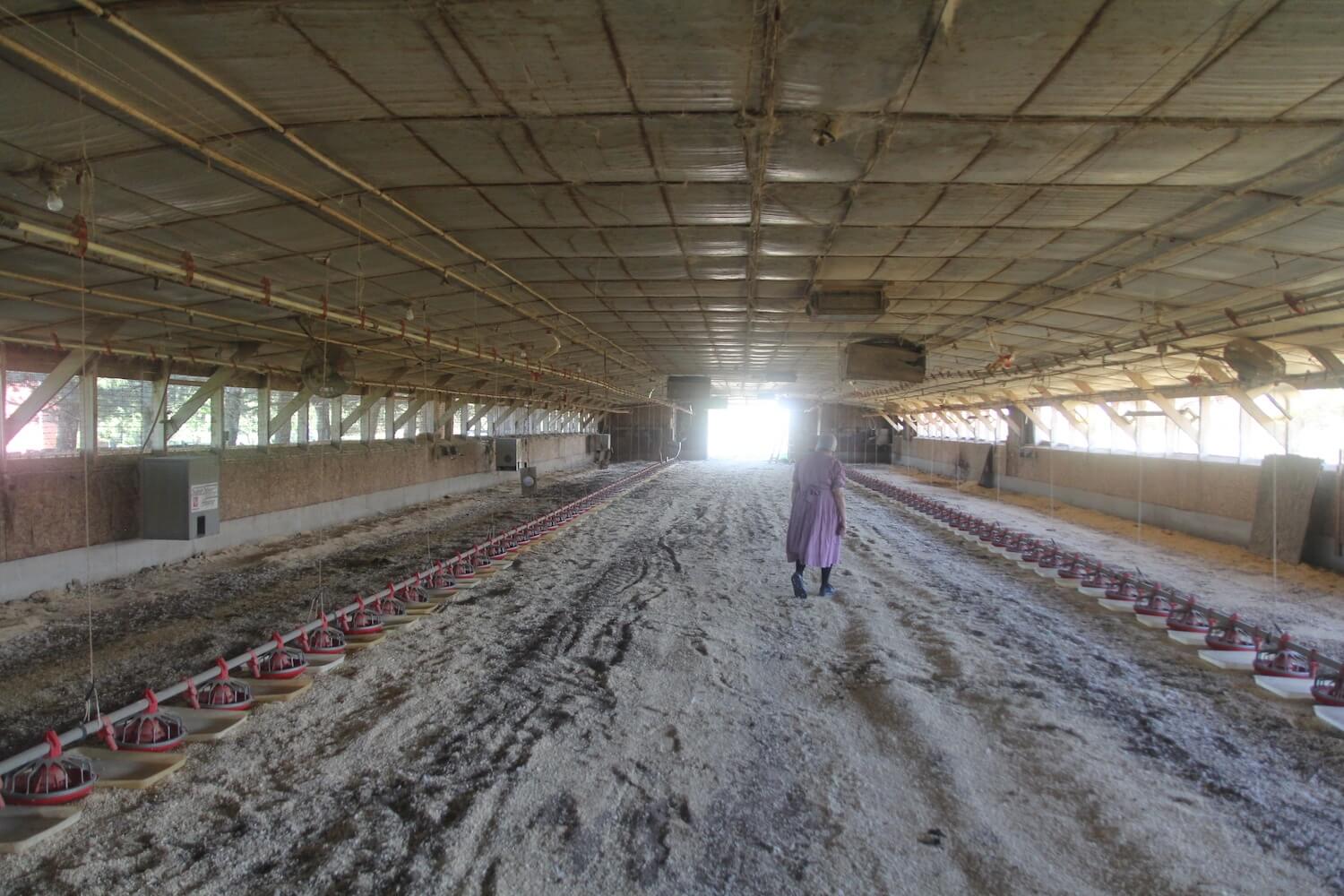 Virginia Burkholder inside her chicken house, which she built in the 1980s. She started raising organic chicken for Shenandoah Valley Organic in 2015, after the large company she contracted with started pressuring her to make costly upgrades. (March 2020)