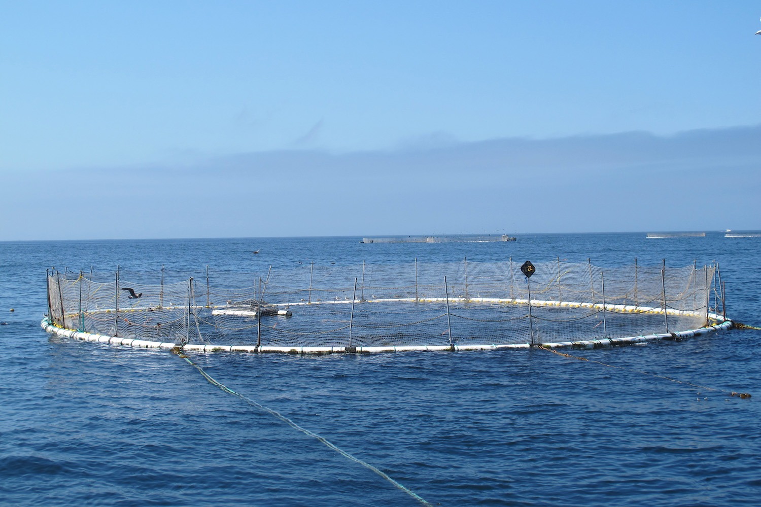 open ocean aquaculture
