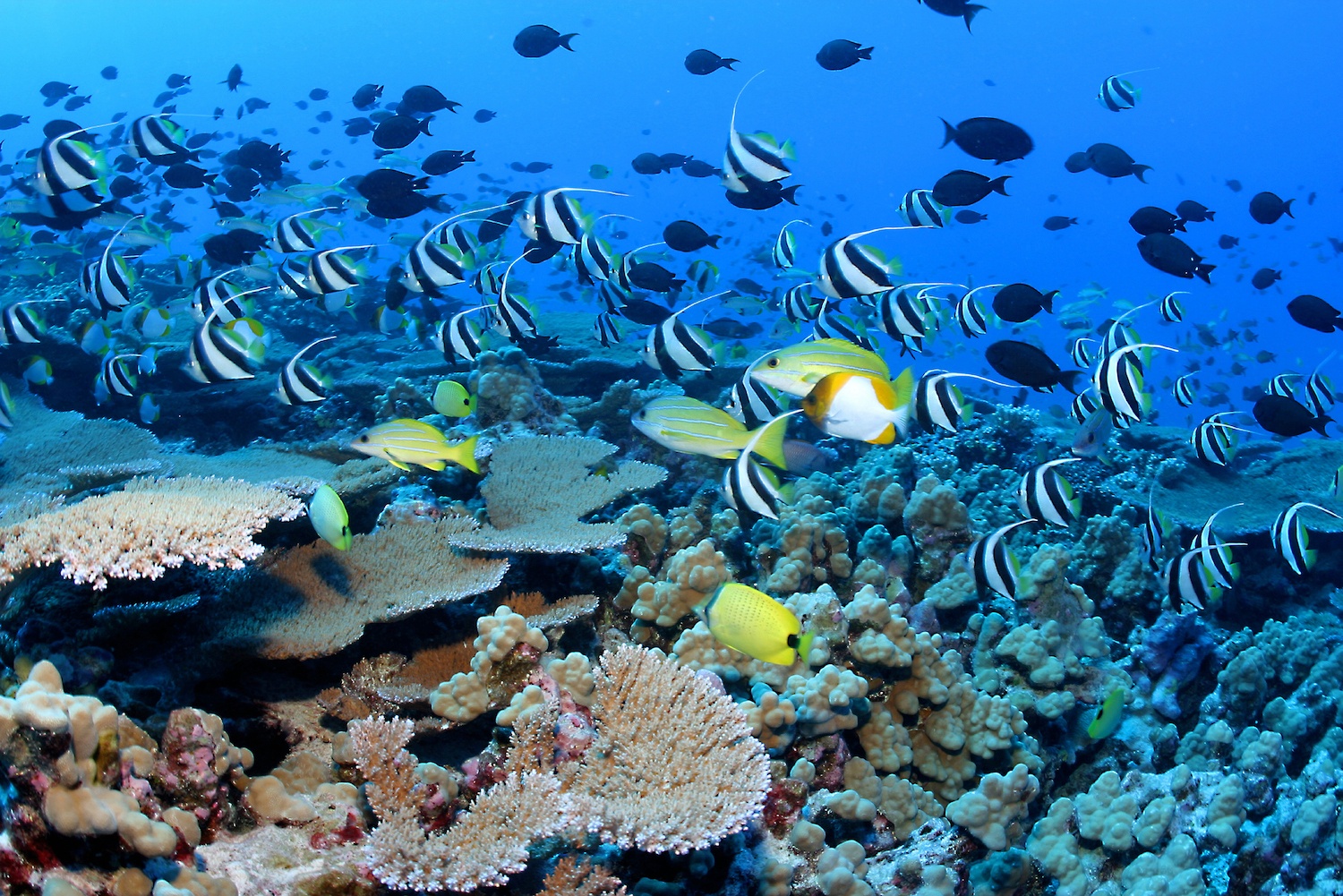 Clouds of reef fish and corals, French frigate shoals, NWHI April 2020