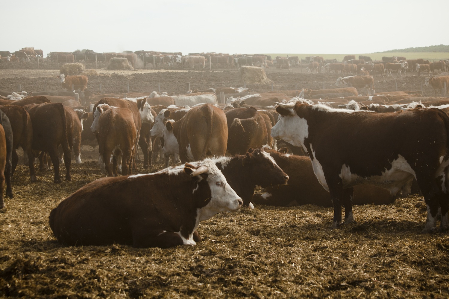 cattle feedlot future of meat supply covid-19 April 2020