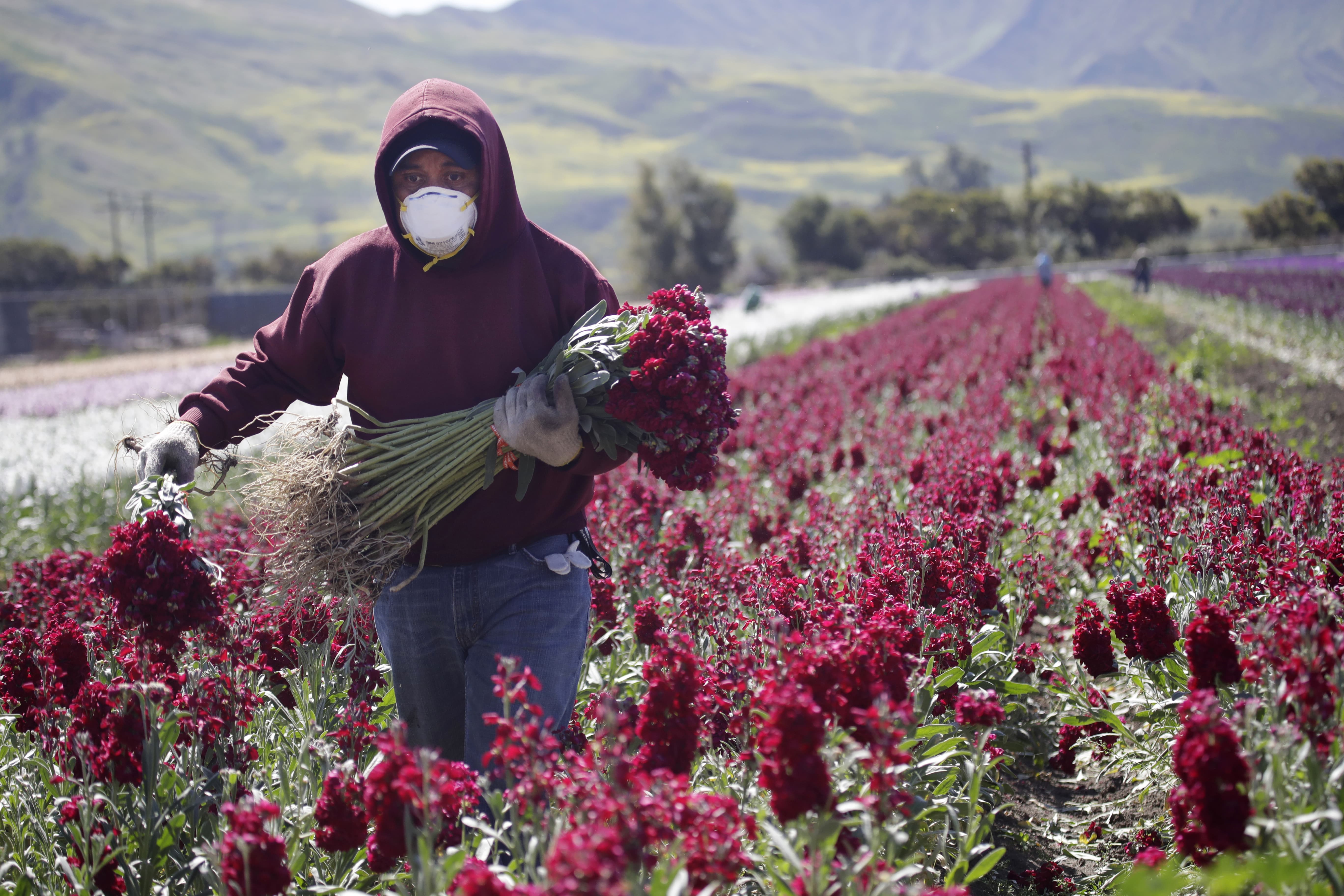A farmworker, considered an essential worker under the current COVID-19 pandemic guidelines, wears a mask as he works at a flower farm Wednesday, April 15, 2020, in Santa Paula, Calif. (April 2020)