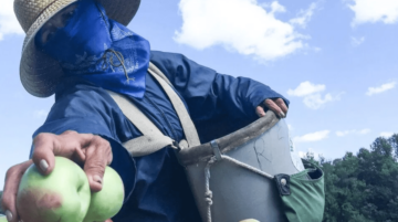 farmworker picks apples upstate New York wearing mask April 2020