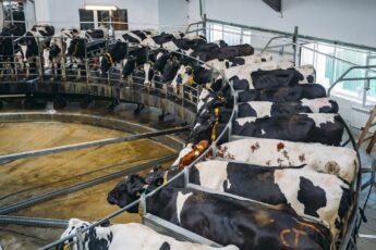 Why farmers are dumping milk while grocery stores report dairy shortages