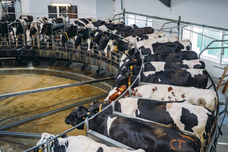 Why farmers are dumping milk while grocery stores report dairy shortages