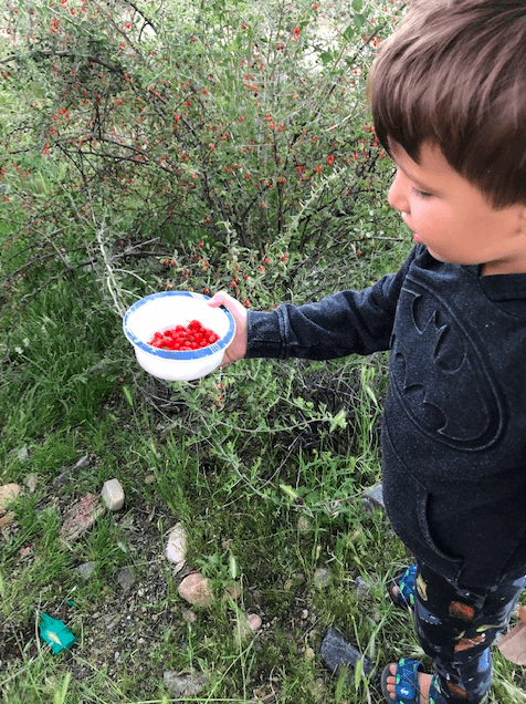 picking wild berries phoenix AZ covid-19 April 2020
