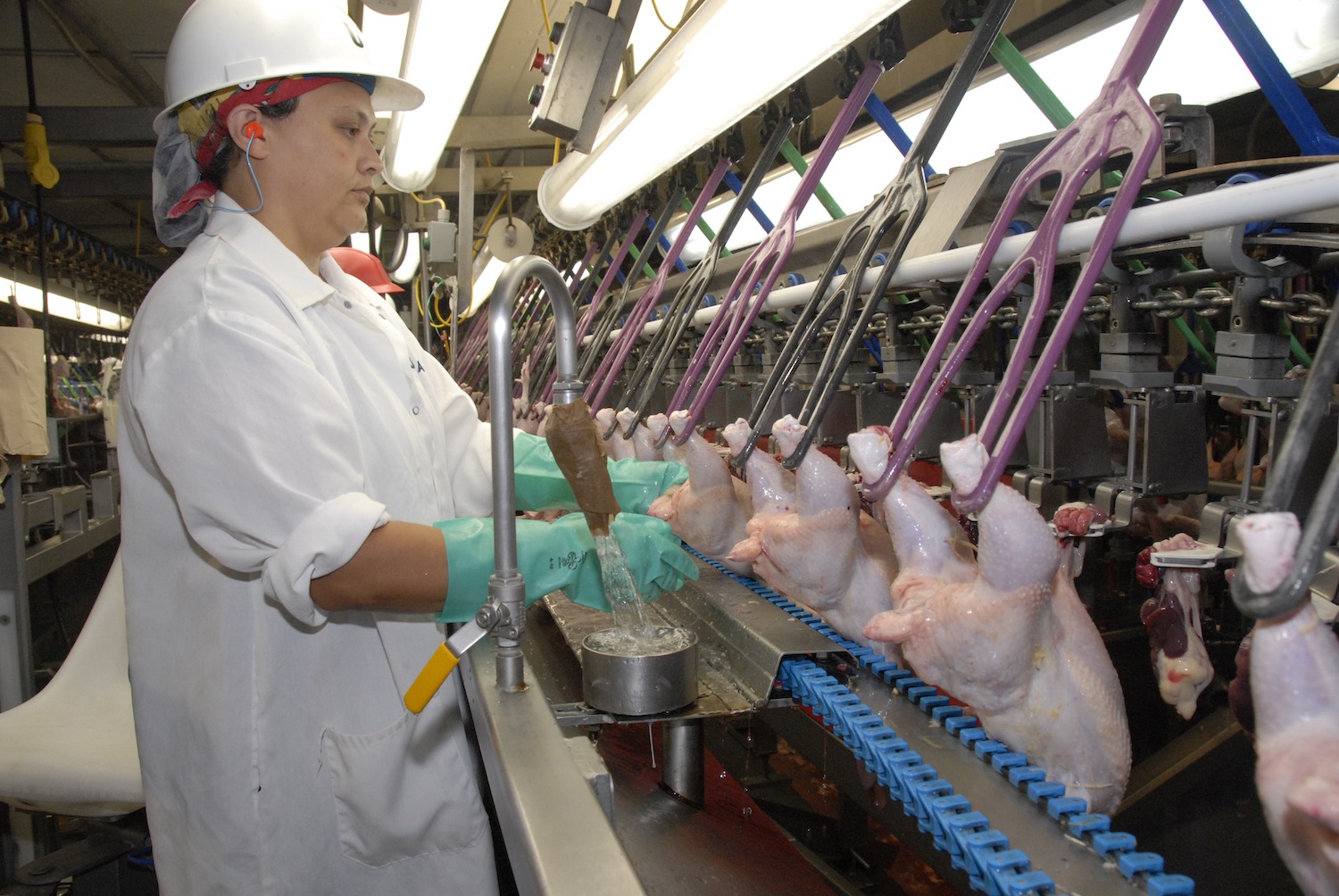 Line speeds poultry slaughterhouse in Nixon Texas inspected by USDA worker April 2020