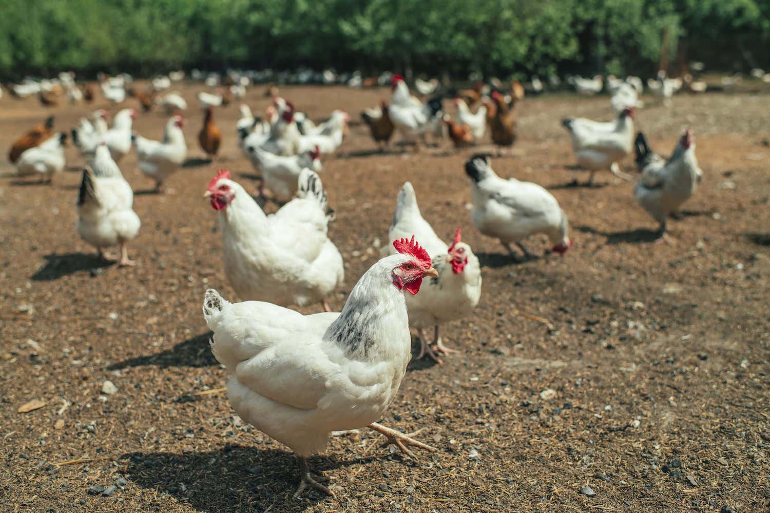 Group of white chickens on a poultry far. (May 2020)