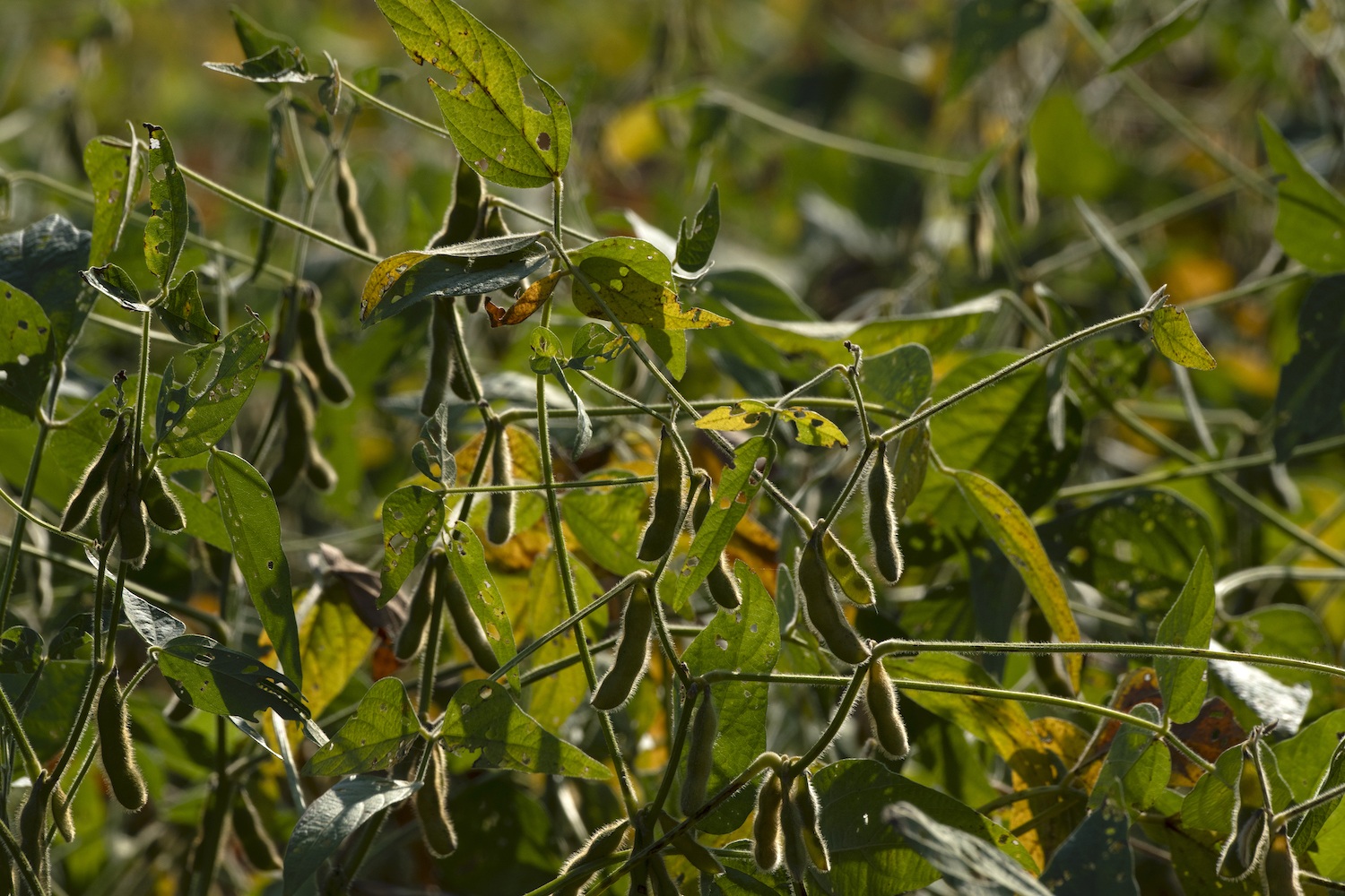 soybean farmers to spray pesticides linked to cancer April 2020