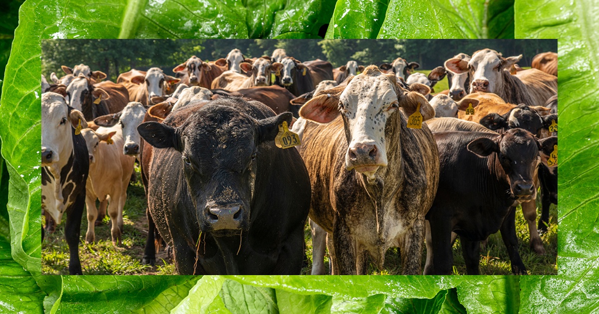 At least three recent E. coli outbreaks in lettuce linked to nearby cattle