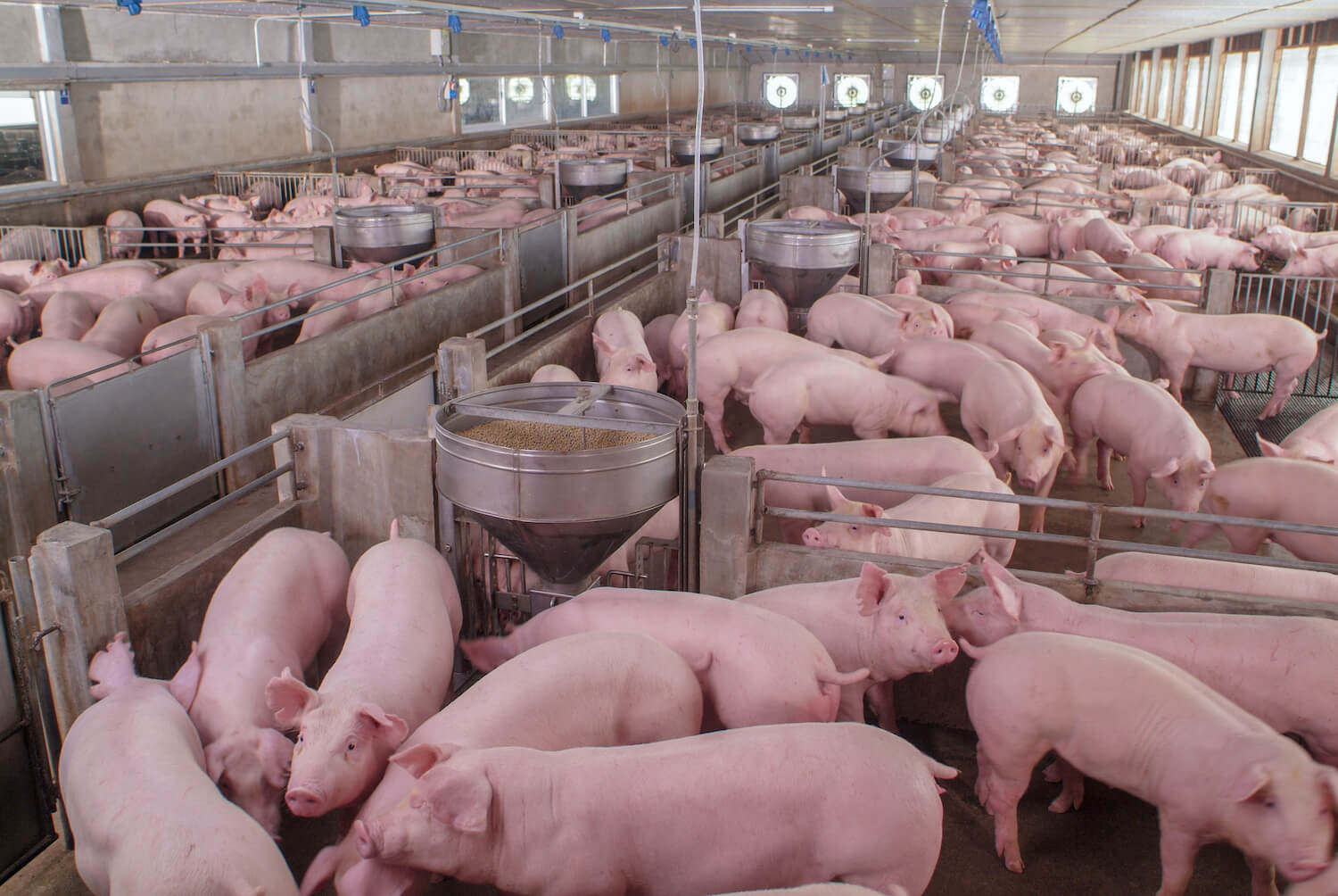 Room full of pigs eating from animal feeder. (May 2020)