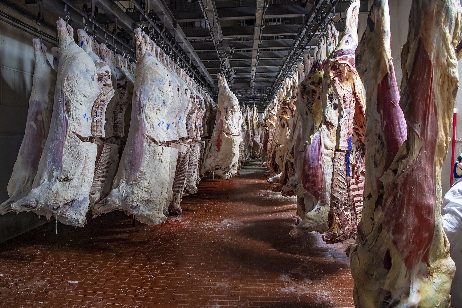 beef hangs as USDA inspectors perform their mission May 2020