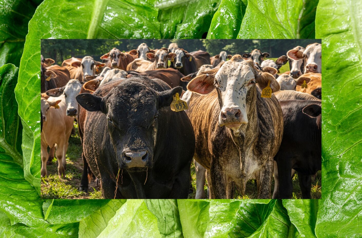 At least three recent E. coli outbreaks in lettuce linked to nearby cattle