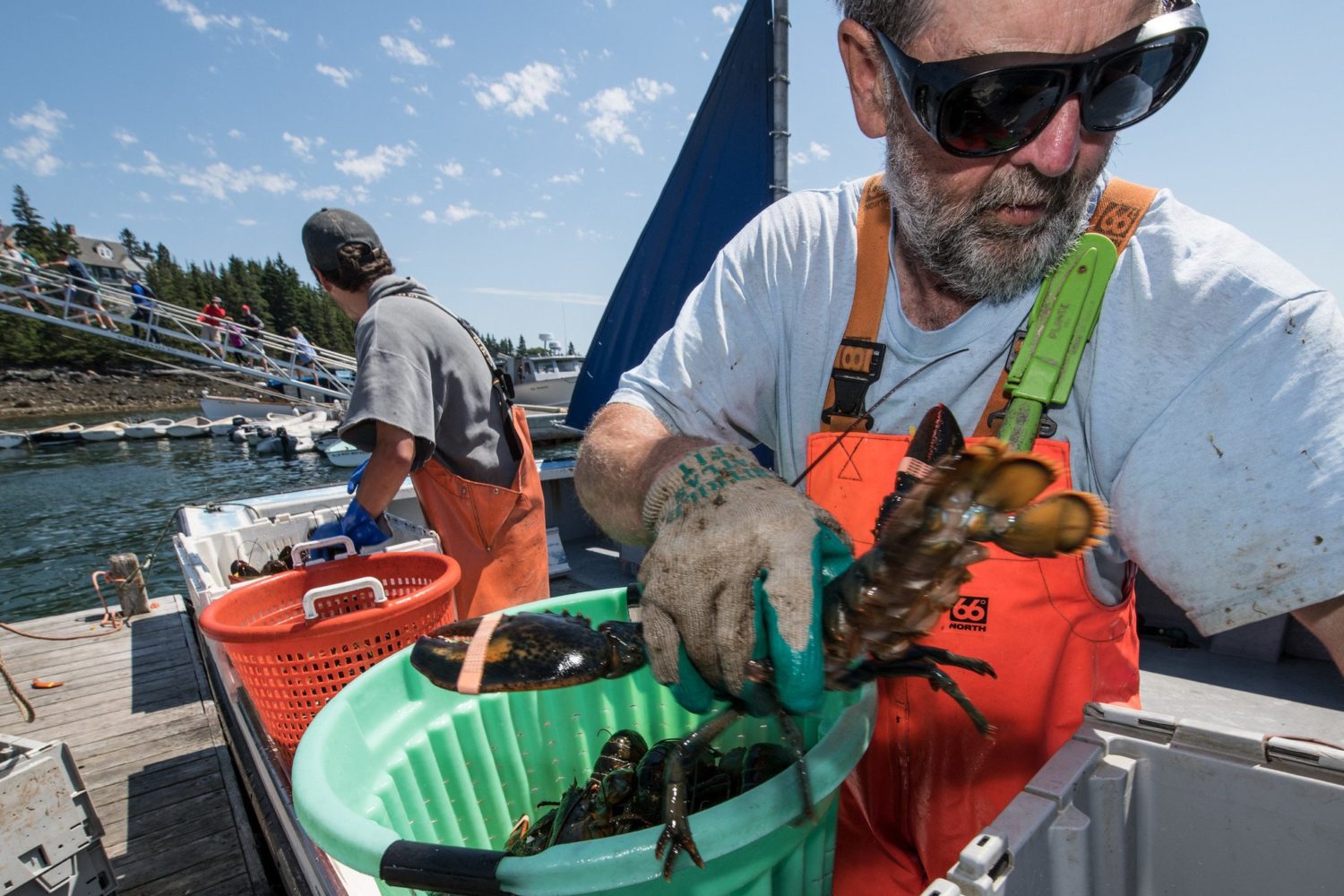 A small crew of lobster fishermen offload fresh catch onto a dock in Maine, sorting them into bins.