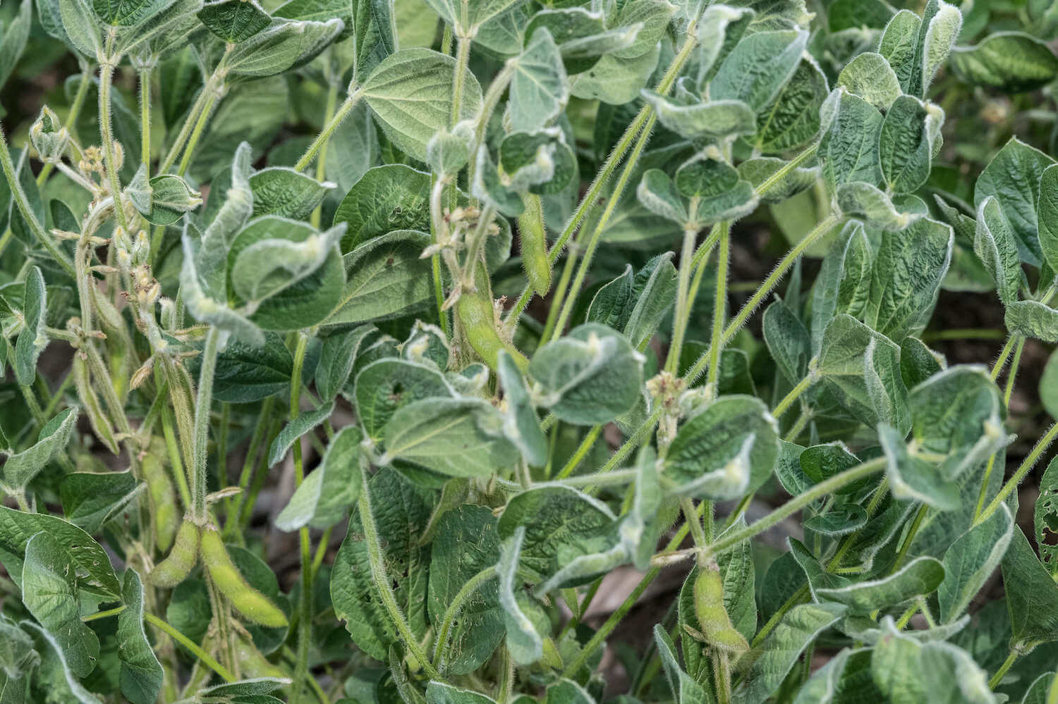 Soybeans with suspected dicamba damage north of Flatville, IL. (June 2020)