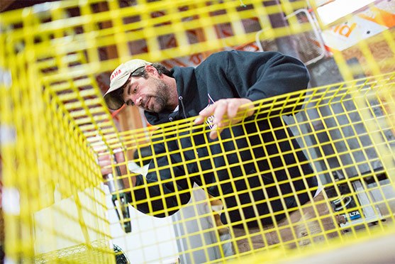 Herman Coombs, a lobster fisher in Orrs Island, Maine wears a black hoodie and is woking on a a yellow wired rack. (June 2020)