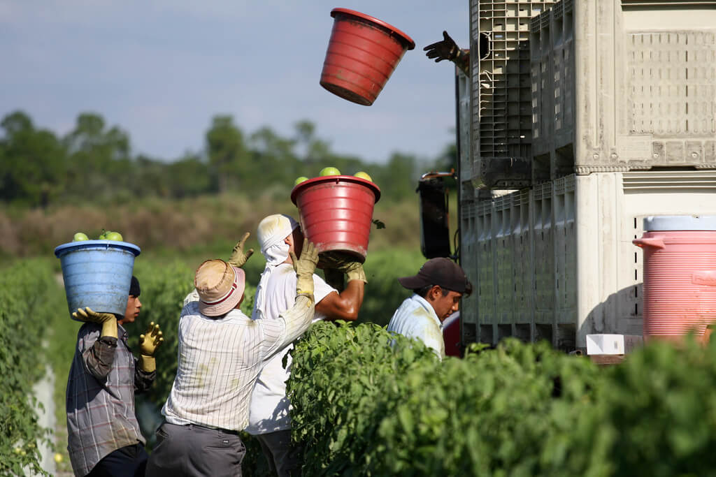 Farmworkers carry buckets of fruit to a loading truck Immokalee Florida June 2020
