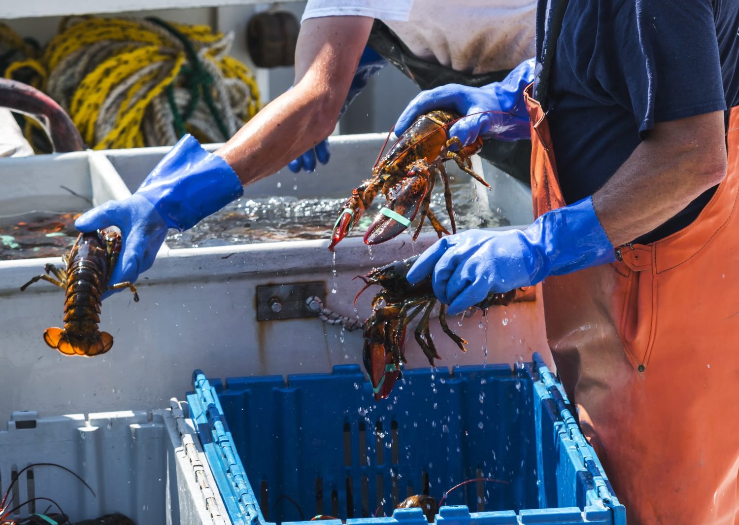 Two lobster fishermen in blue gloves sort freshly caught lobster into bins.