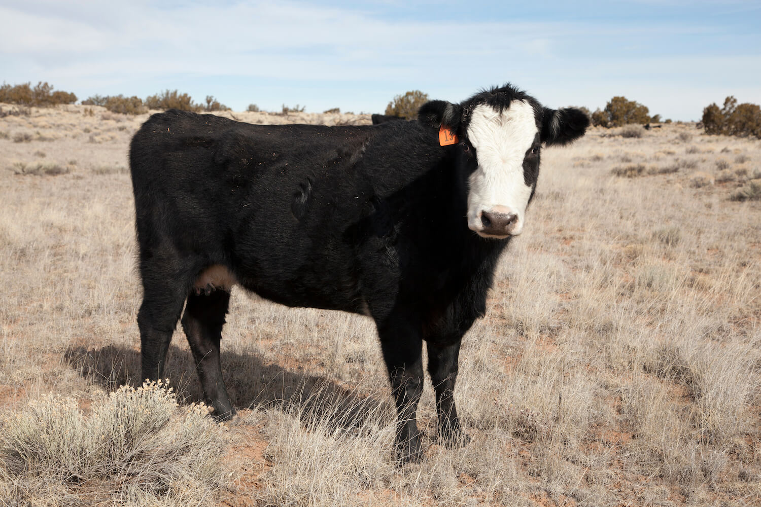A dark brown and white cow looks at the camera. June 2020