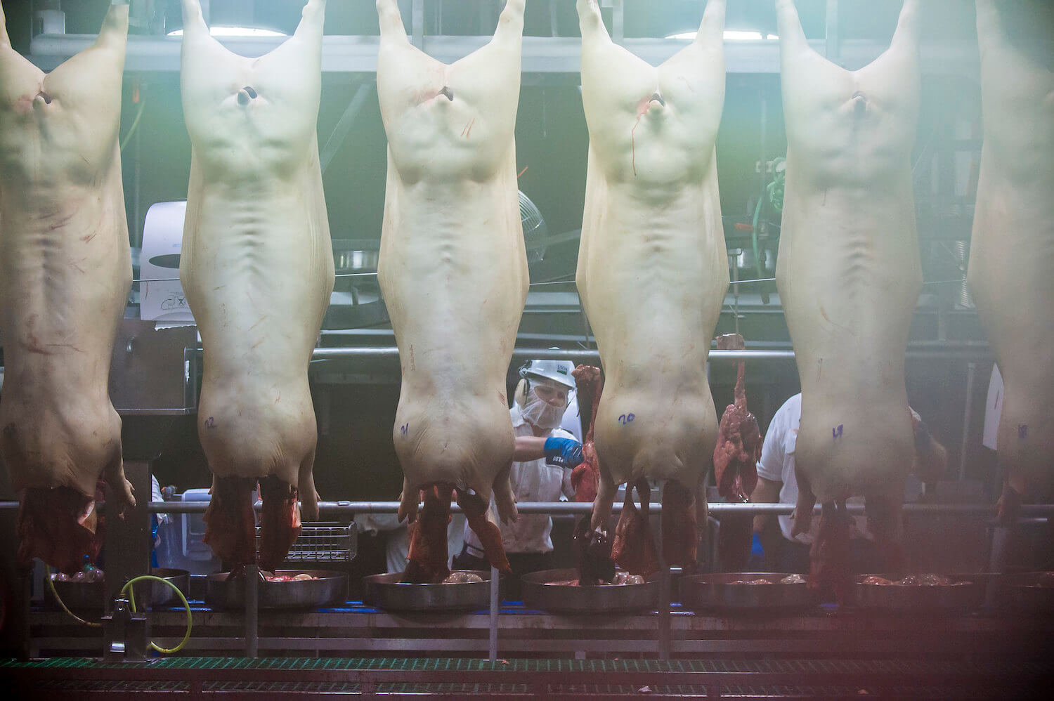 Triumph Foods pork processing facility. Pig carcasses hang with a worker behind. (June 2020)