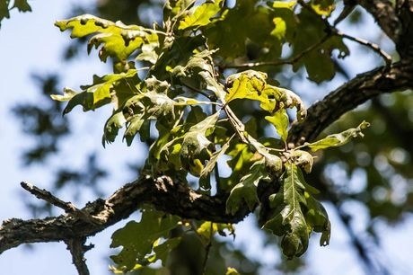 oak trees damaged by herbicide June 2020
