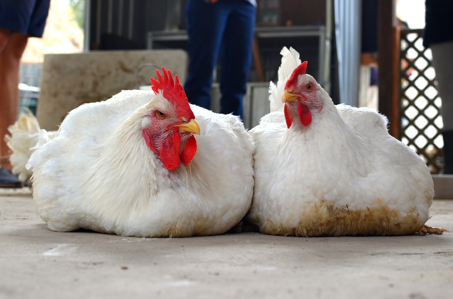 Two broiler chickens on the ground June 2020