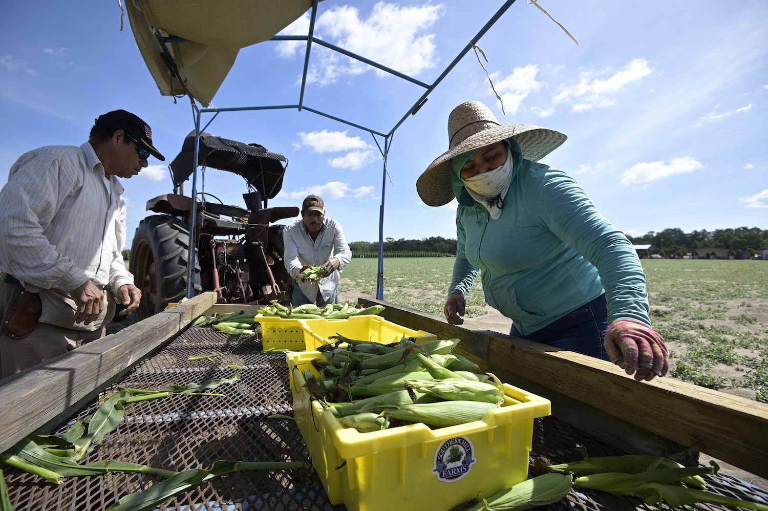 Migrant workers load fresh-picked corn into trays in Florida July 2020