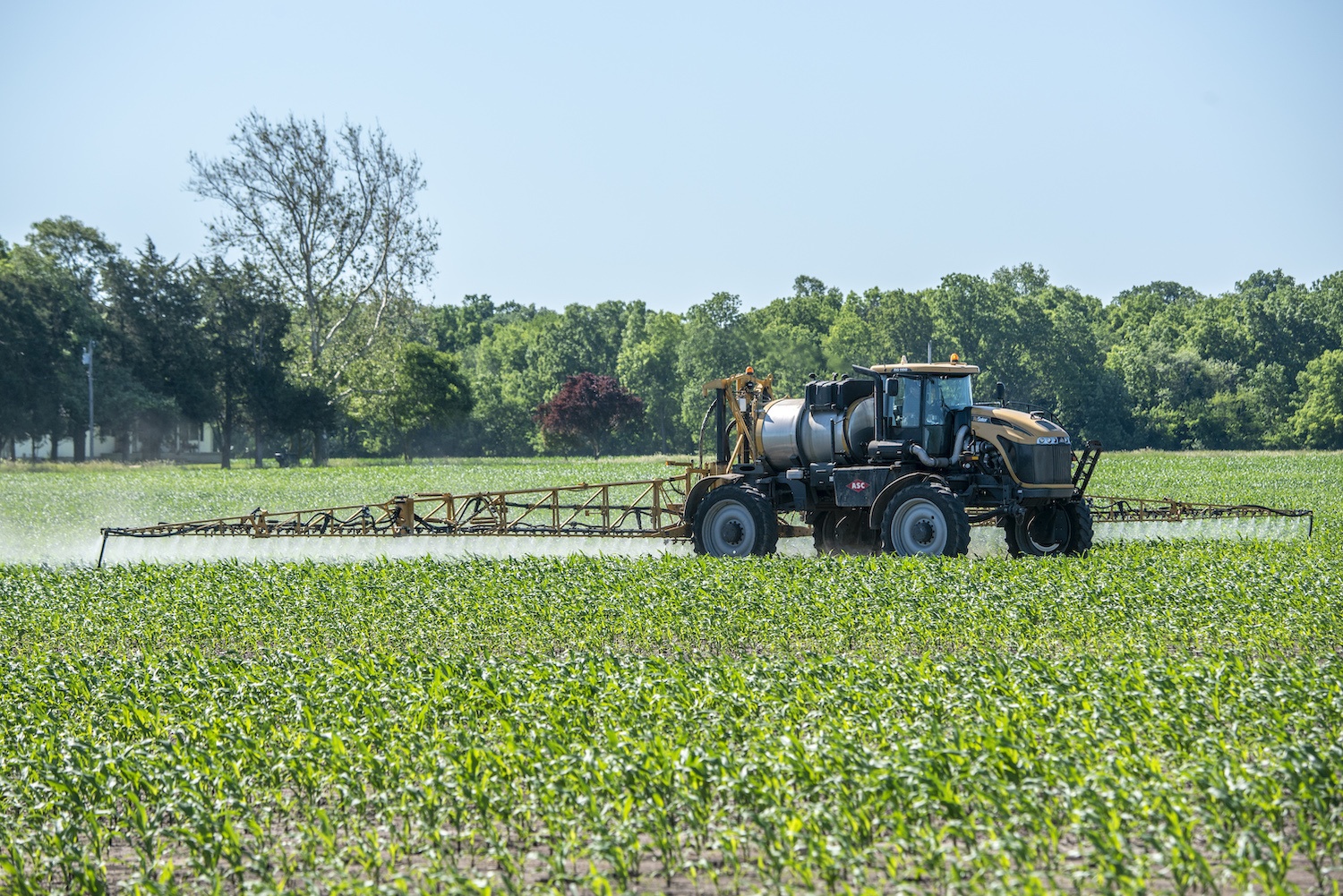 emerging corn sprayed west of Oakwood July 2020