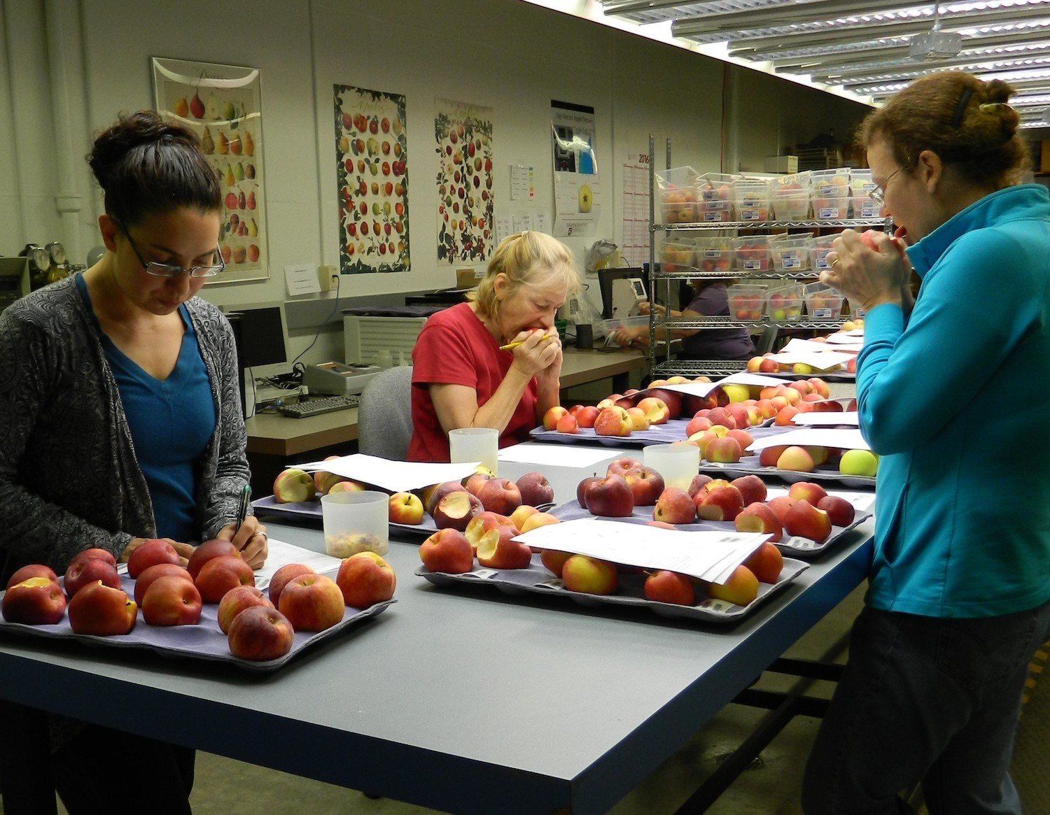 Kate Evans and team tasting apples at Washington State University July 2020