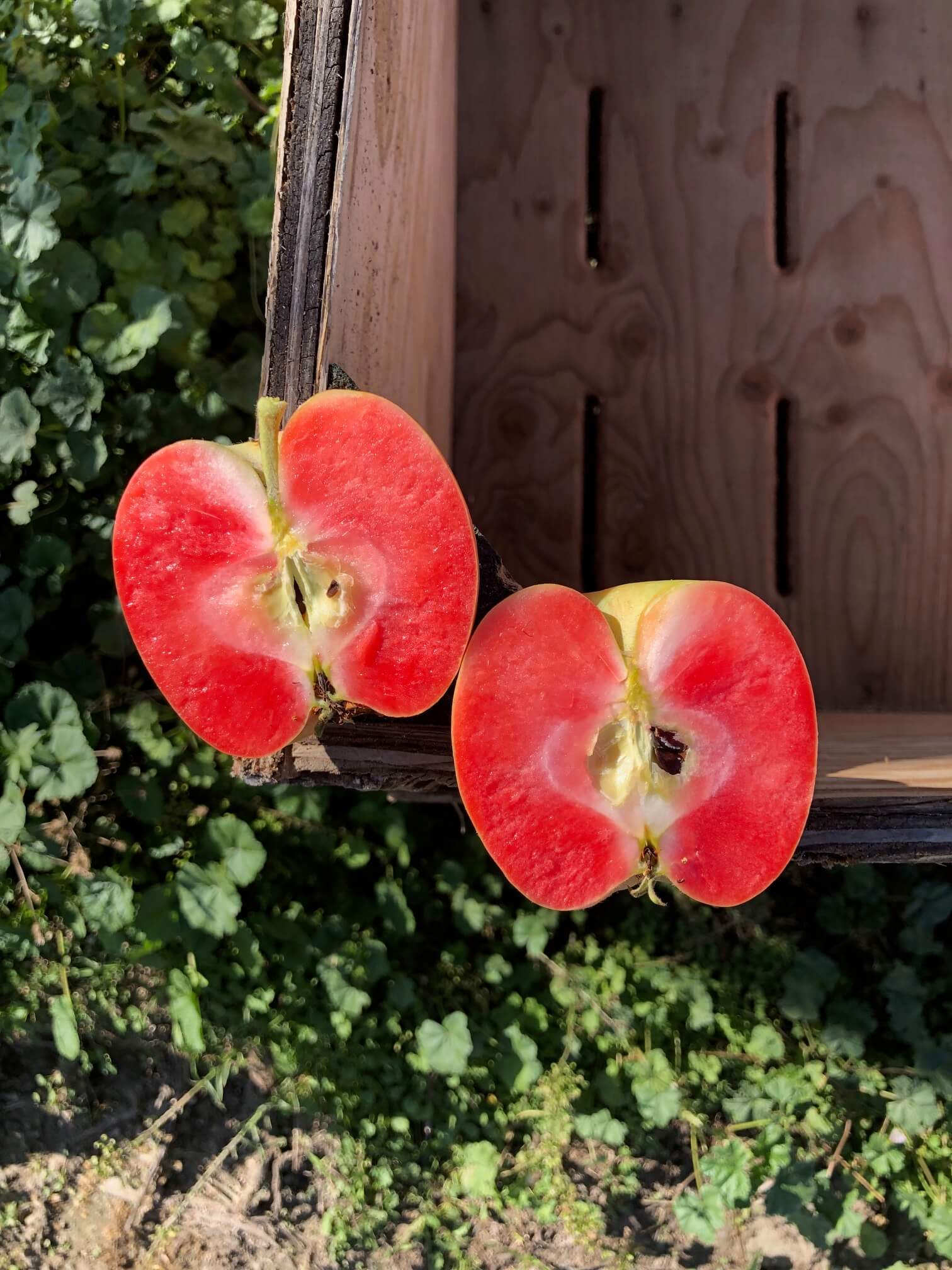 A new branded apple sliced in half with red 