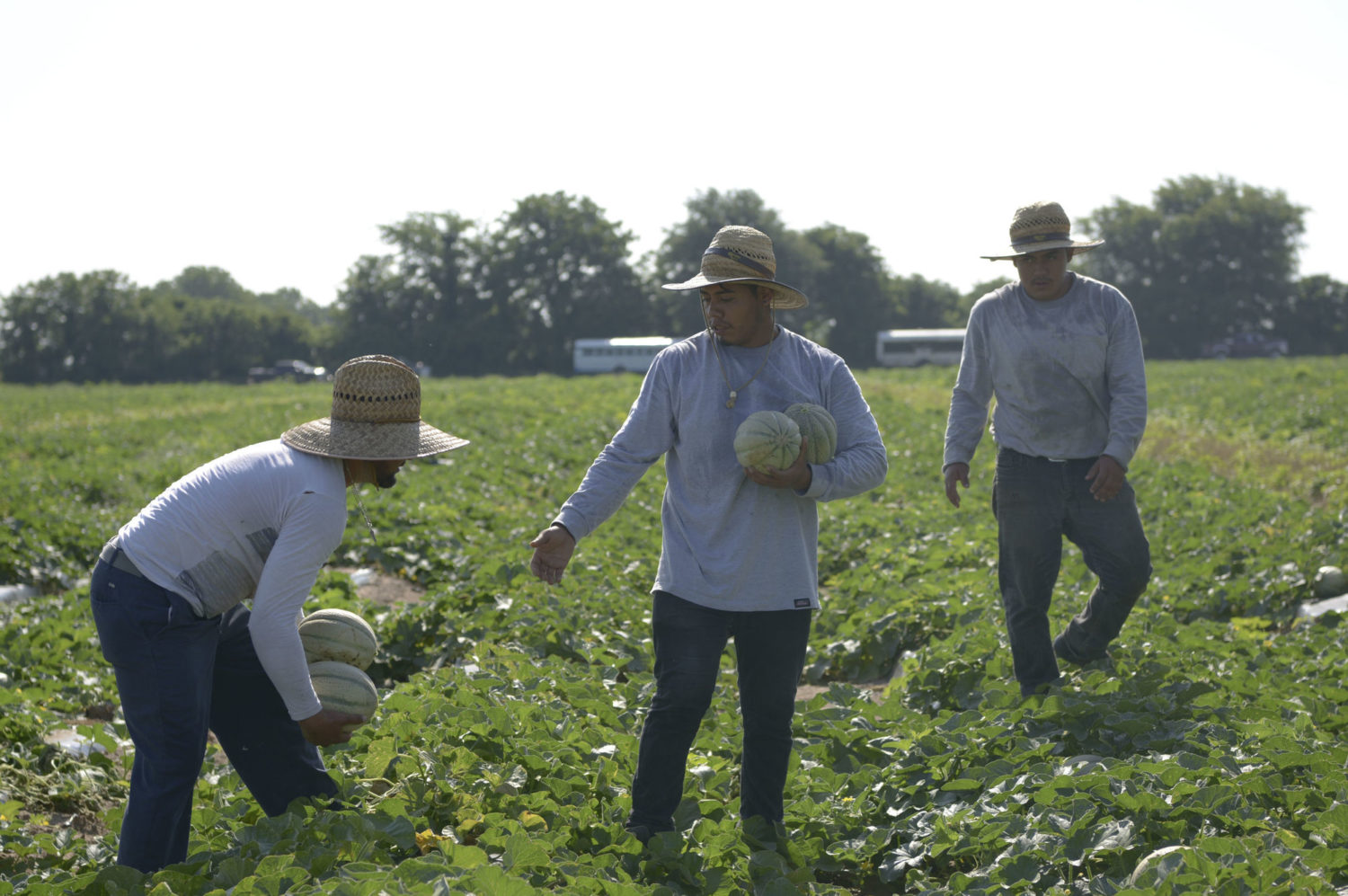 A Crew of migrant farm workers picks cantaloupe on Thursday, July 4, 2019 north of Kennett, Missouri. August 2020