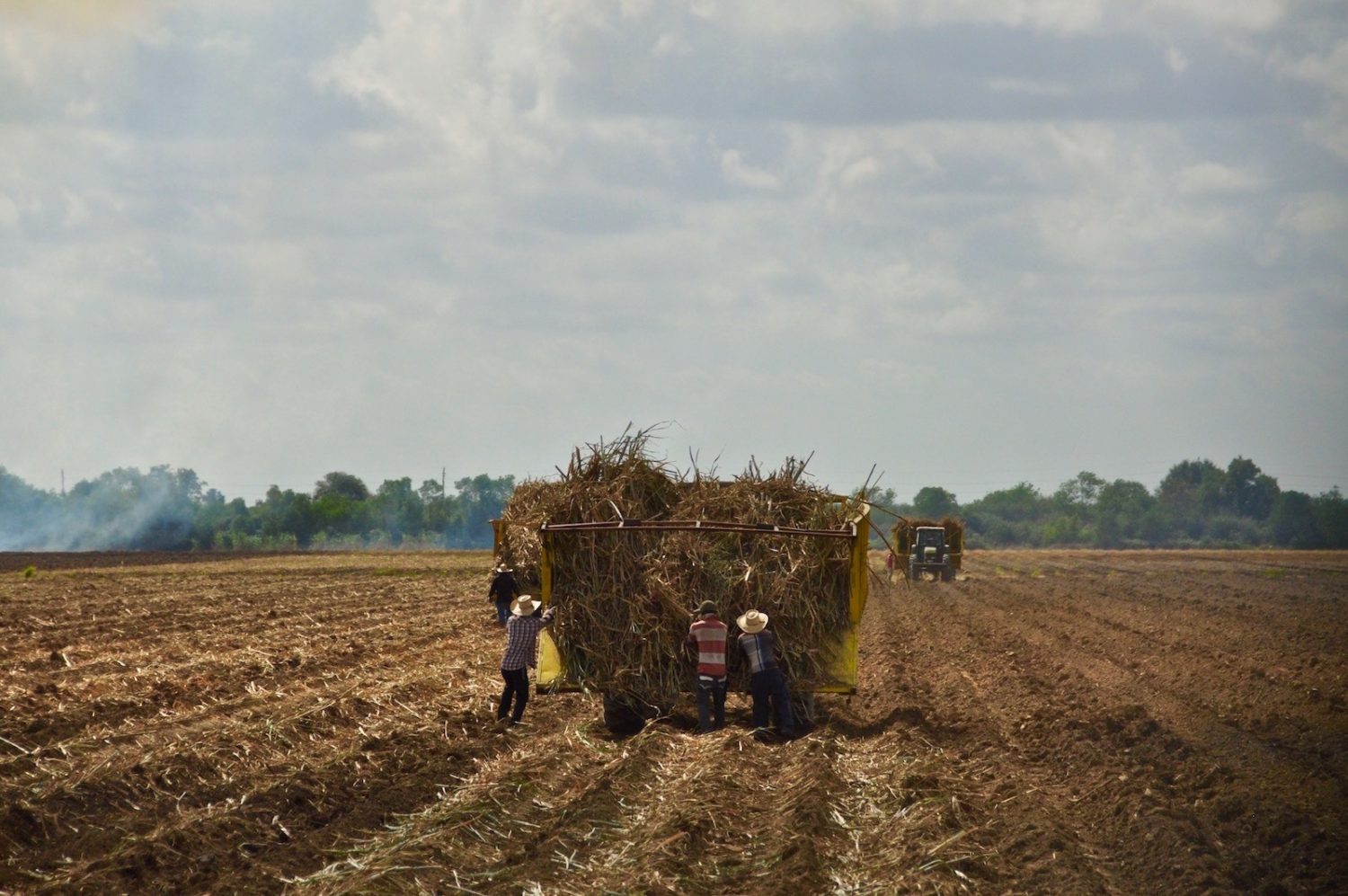 A group of farmers work a massive field pulling up truckloads of sugarcane. August 2020