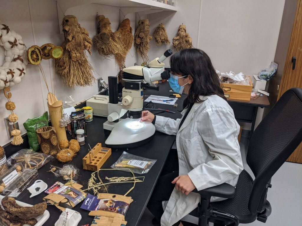 botanist examines seeds from an unsolicited package of seeds under a microscope August 2020
