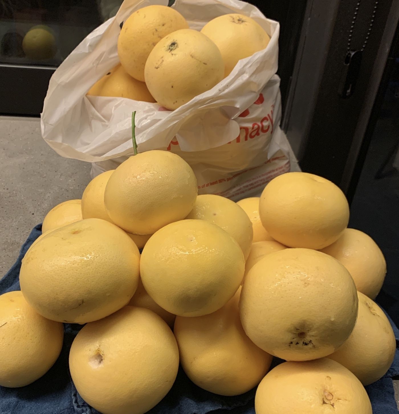 grapefruits picked and bagged for friends August 2020