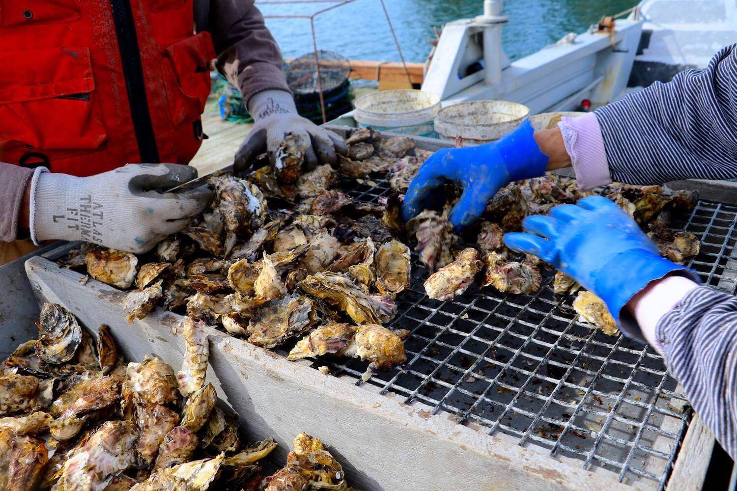 Two hands with gloves on sort through oysters. August 2020