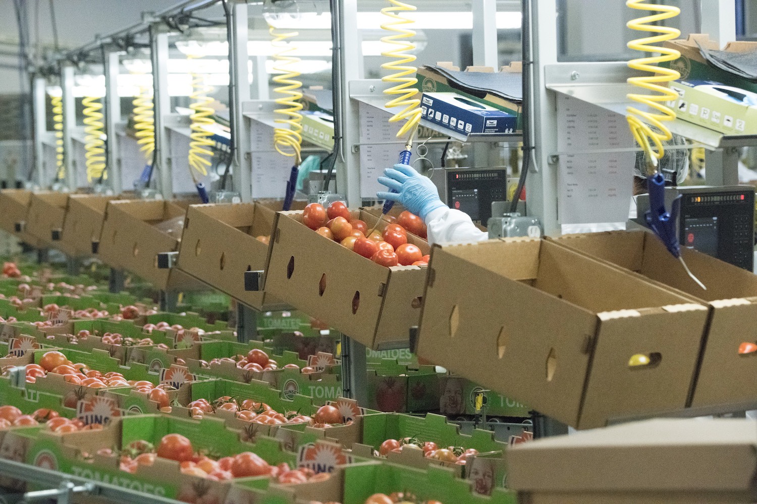 A tomato greenhouse in Michigan, where farms and meatpackers must test all employees for Covid-19 (August 2020)